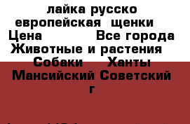 лайка русско-европейская (щенки) › Цена ­ 5 000 - Все города Животные и растения » Собаки   . Ханты-Мансийский,Советский г.